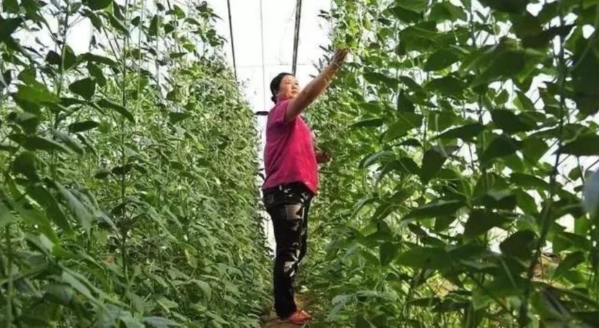 扁豆锈病,扁豆锈病物理防治方法