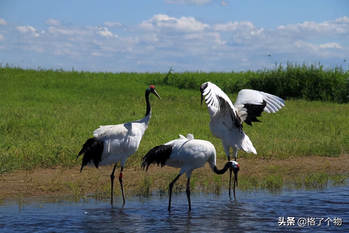世上最长寿的动植物,古老有寓意的动植物