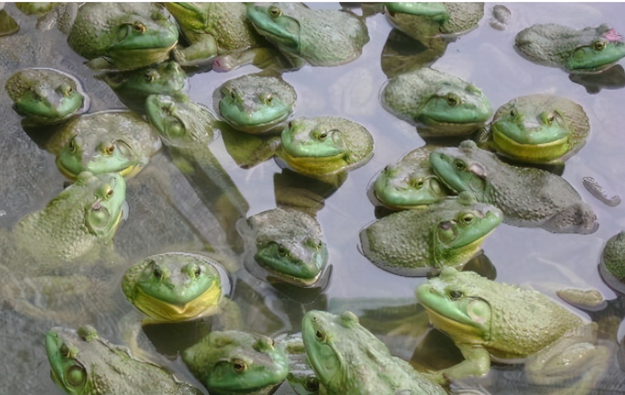 牛蛙常见的疾病有哪些怎样防治,牛蛙如何防治肠胃炎