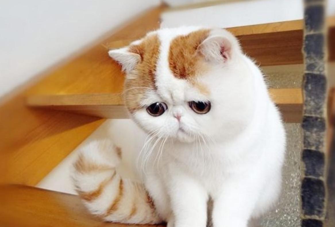 猫咪胆子小看见人就跑怎么办,猫咪胆子很小见人就吓尿