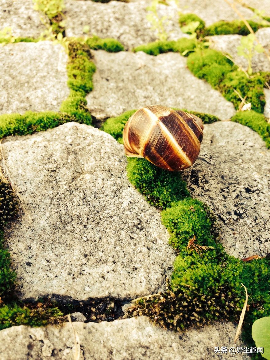 最漂亮的蜗牛图片,100幅蜗牛图片