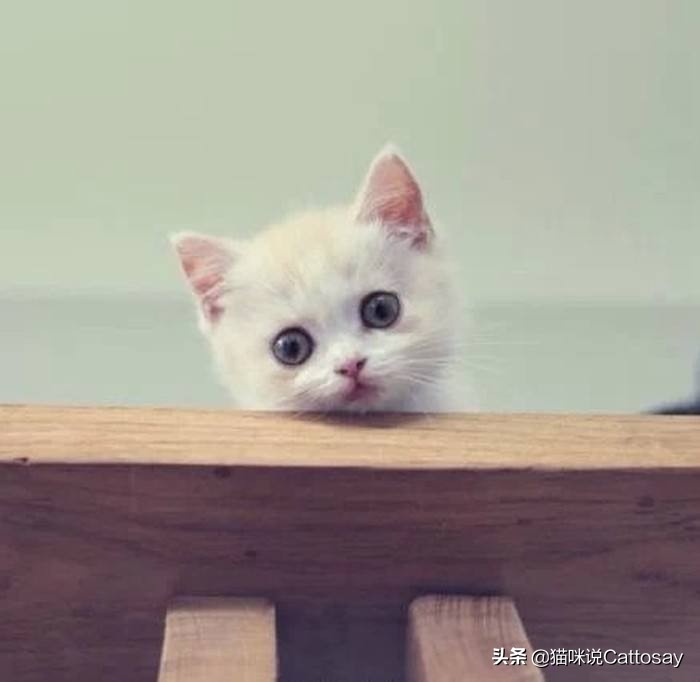 猫咪不孕不育的症状,猫咪患生殖系统疾病的概率