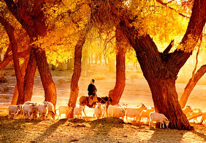 来内蒙古额济纳旗感受秋天,额济纳旗秋天最佳旅游时间