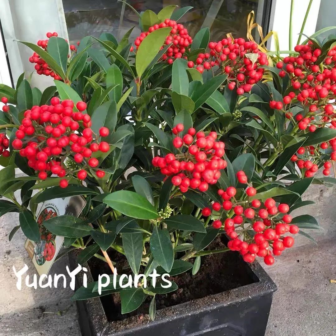 家里可以养红玉珠吗,家里养郁金香花好吗