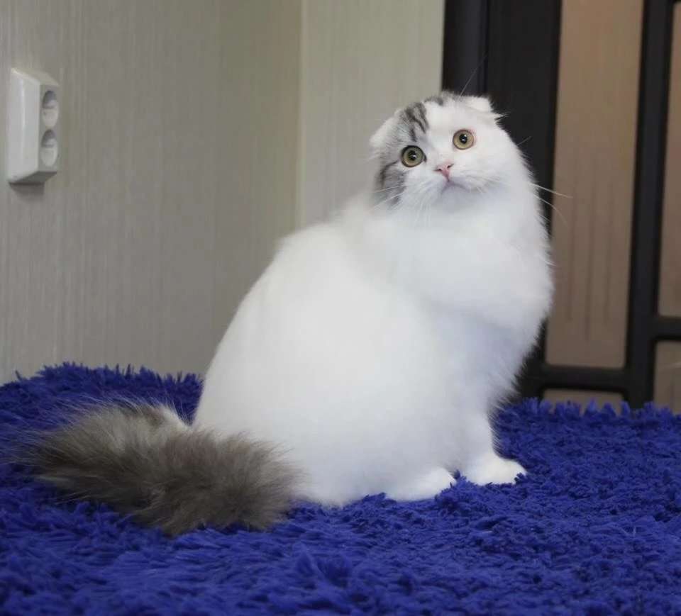 严重的猫鼻支怎么治疗,严重猫鼻支用嘴呼吸怎么办