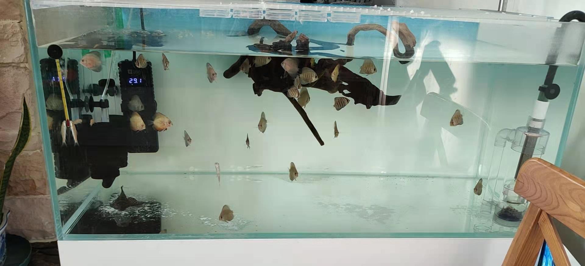 新手养鱼系列（之五）近万元开销大揭秘，没有预期的电费慌张