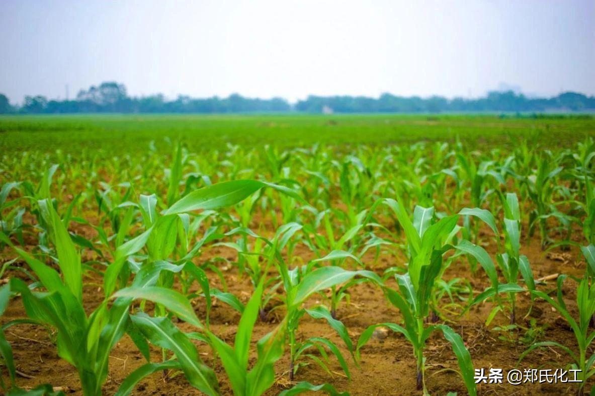玉米出现药害怎么补救,玉米出现药害怎么解除