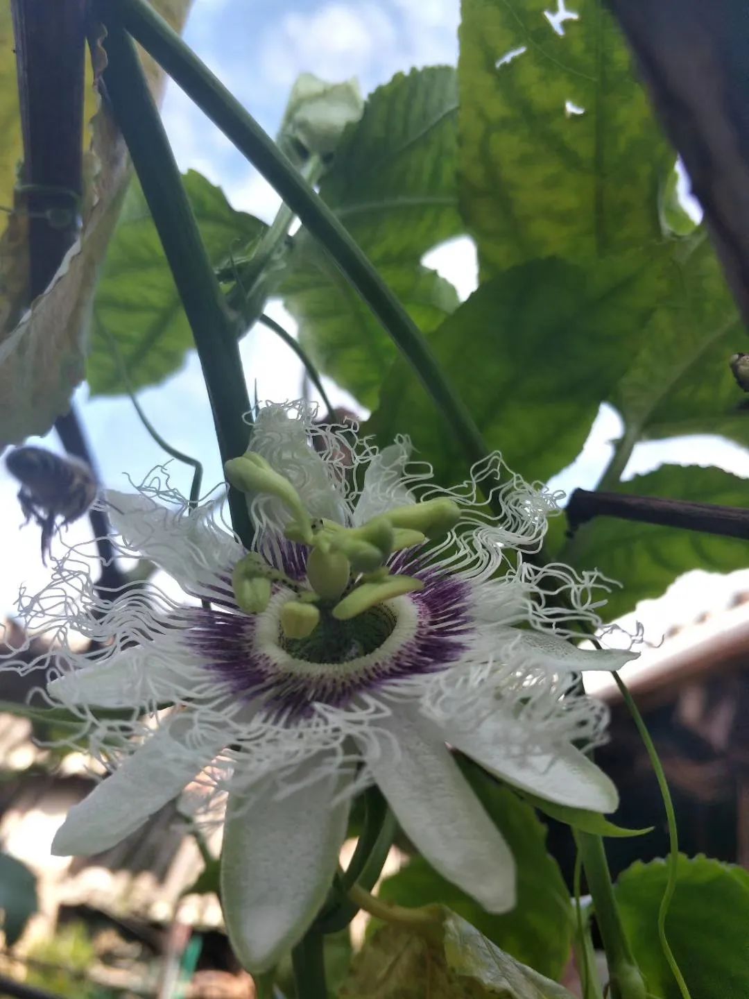 习甸镇,怀远古镇