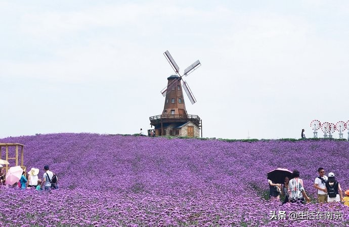 2019年南京美丽乡村游,南京周边美丽乡村游推荐