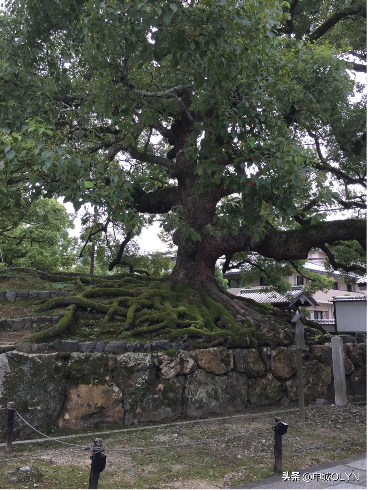 日本三年签证去冲绳和大阪,曾经申请过日本签证