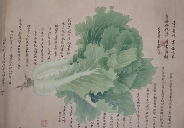 画白菜技法,3d白菜画