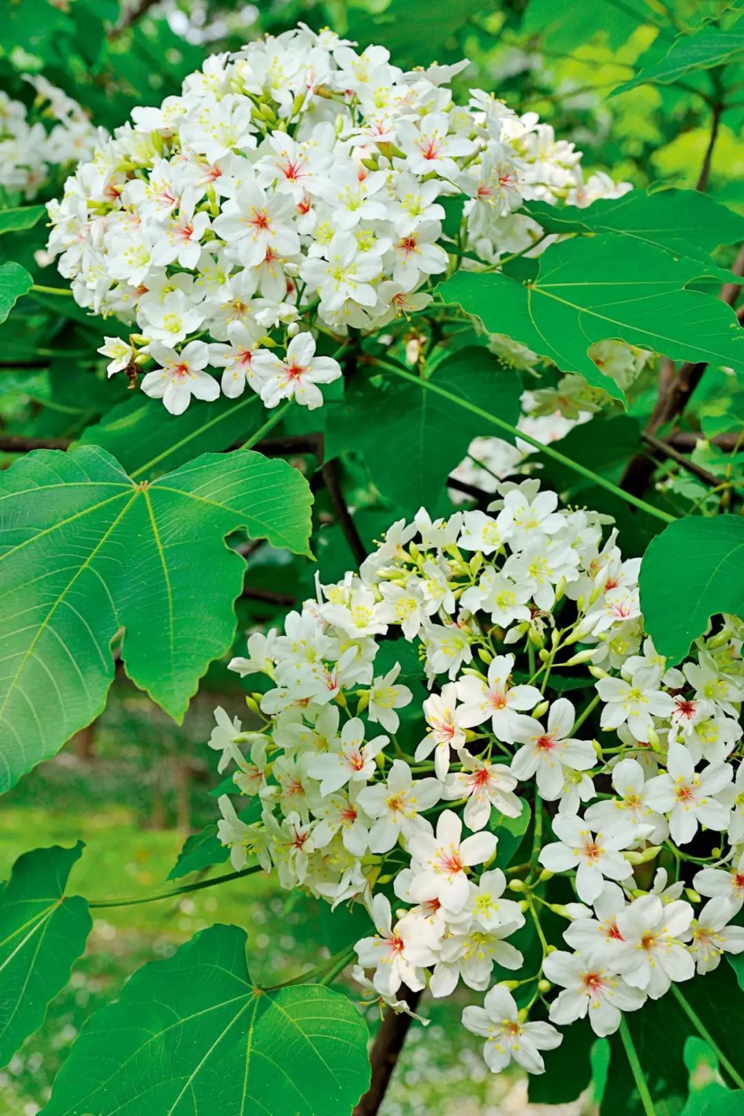 100种常见观叶植物图鉴史上最全,农村常见的100种植物