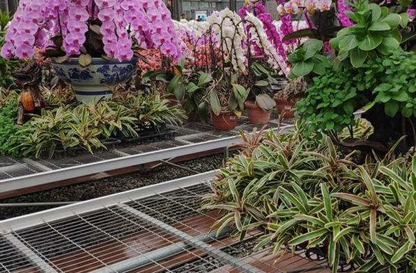 花草生病别着急，拿厨房“2种东西”来帮忙，就能治好一大片