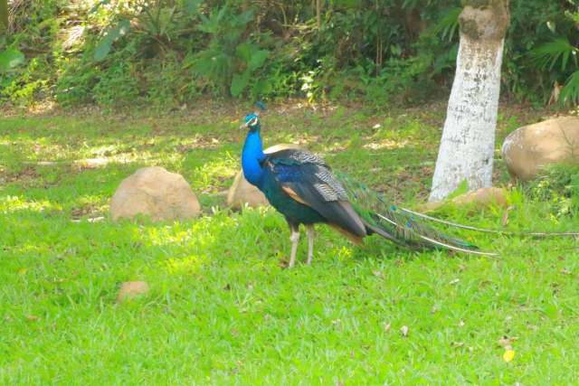 东莞唐拉雅秀酒店攻略,唐拉雅秀酒店游泳池
