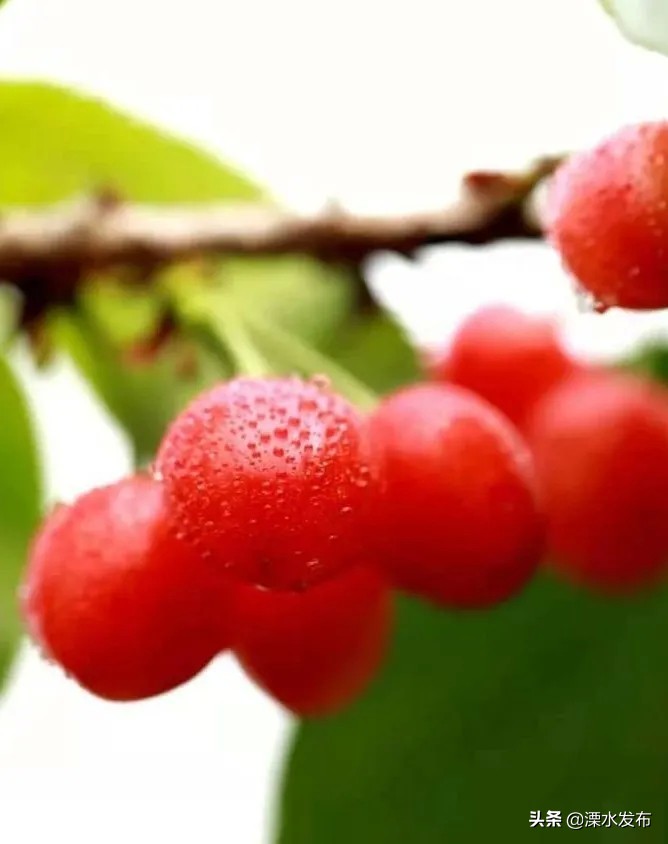 快收藏！溧水两条春日宝藏线路来了~