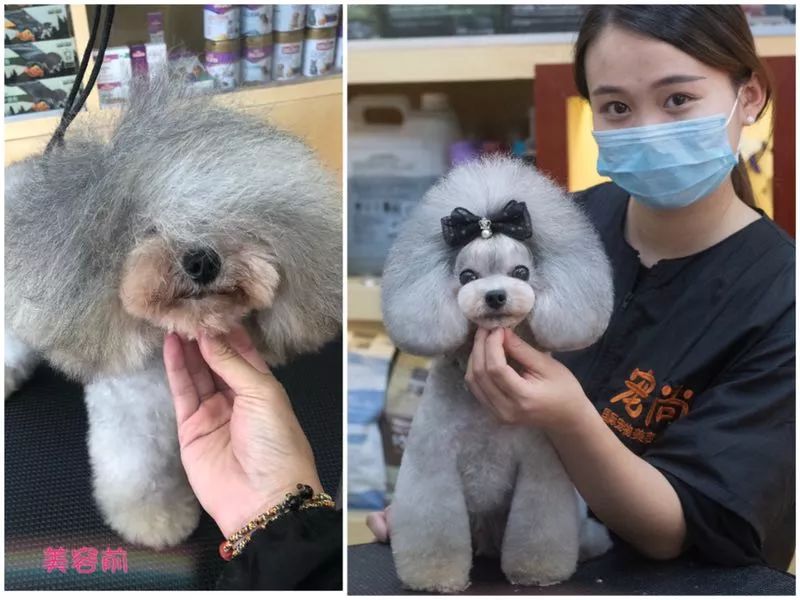 讲述宠物美容行业里拥有自己想要的人生