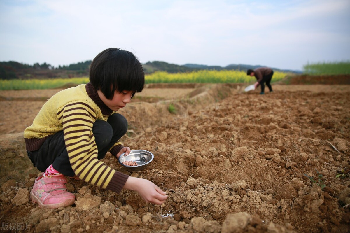 花生种植的秘诀,老一辈代代相传的花生种植方法