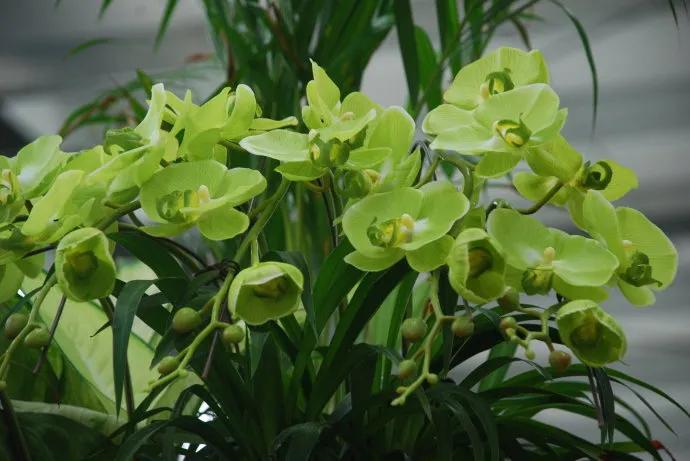 “四君子之一”贵到能买一套别墅