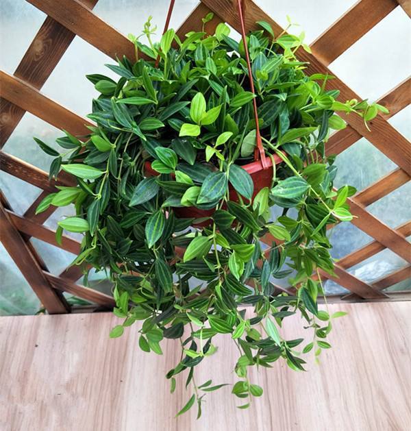 10种常见的吊兰品种图片,最名贵的吊兰品种及其养护方法