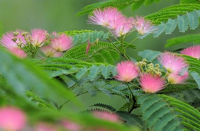 农村的野花野草哪几种可以吃,常见的野花野草却是农家之宝