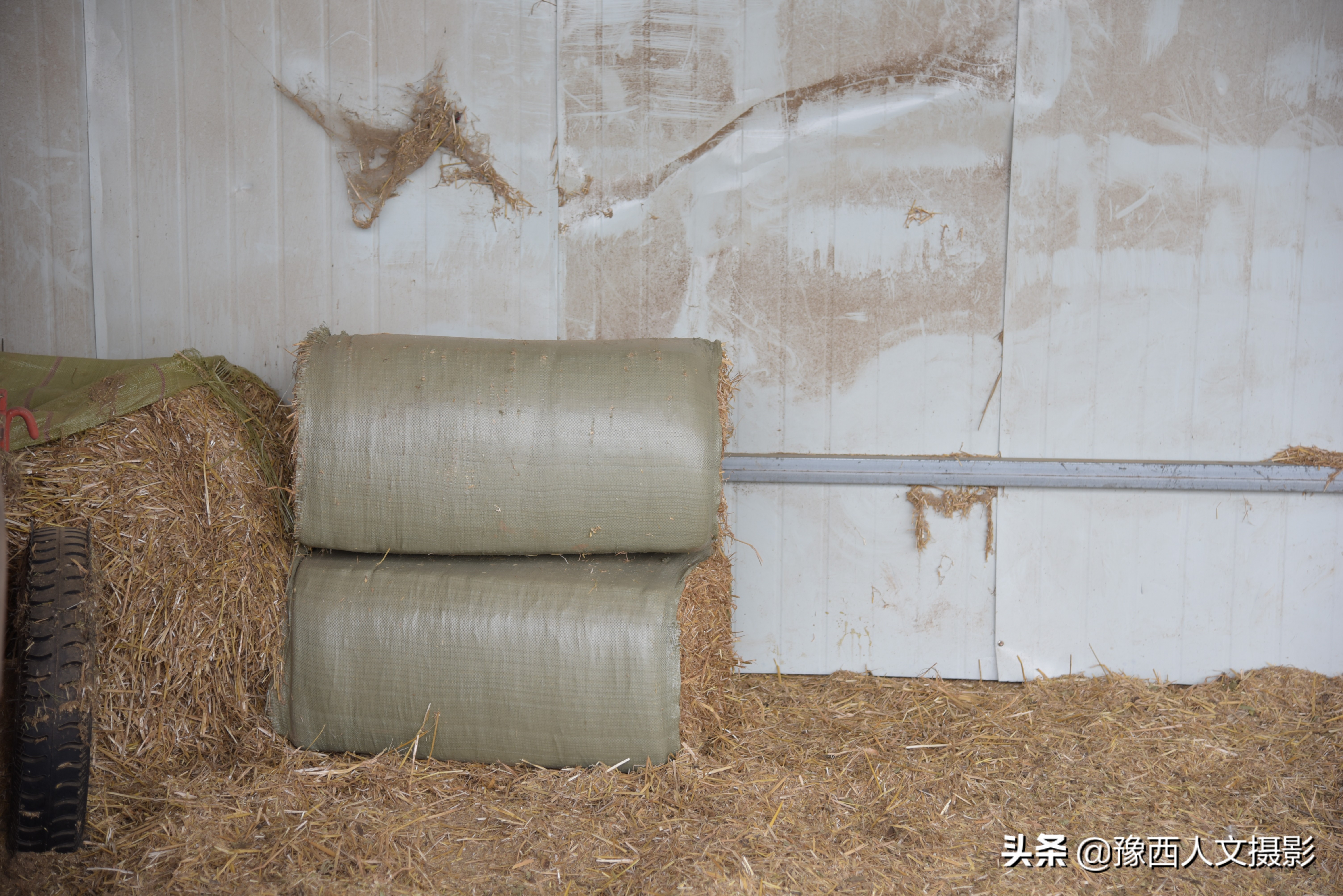 山西农村大爷养驴,农村大叔养驴的故事