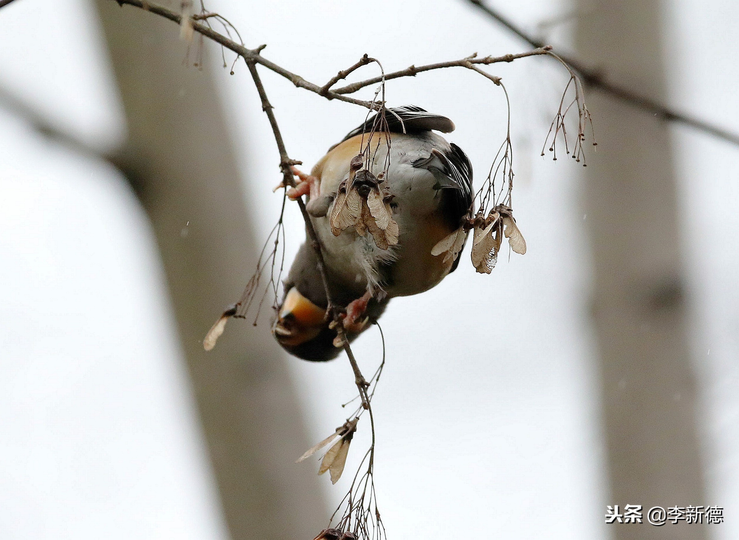 合肥高新区蜀峰湾,合肥市蜀峰湾