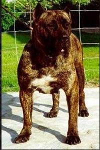 加纳利犬打架,加纳利犬伤人最多的犬