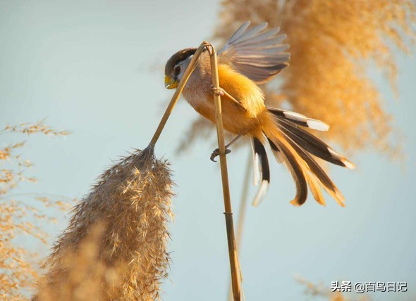鸟类呼吸道问题,鸟类呼吸道感染用什么药物