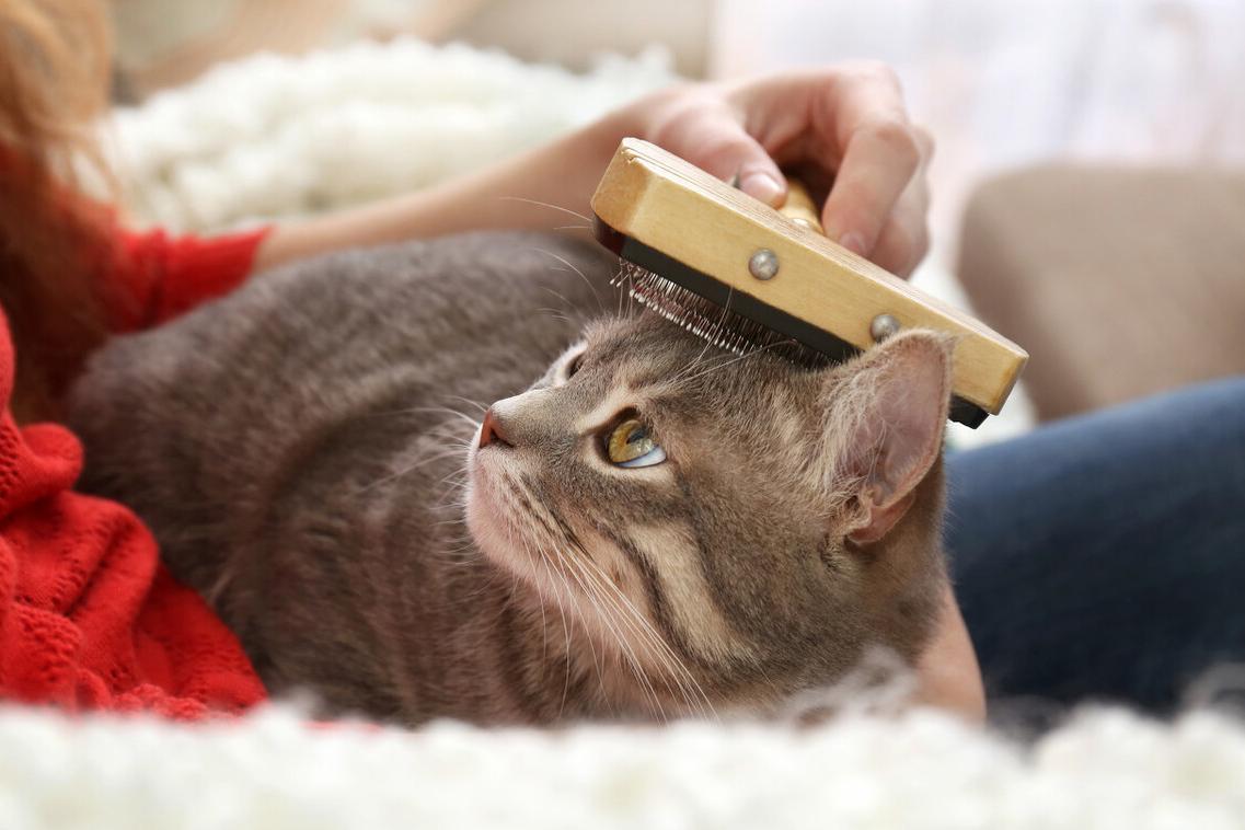 养猫小知识：必备物品清单