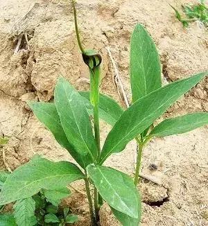 玉米和杂草对比图,玉米地里的草和玉米一样高怎么办