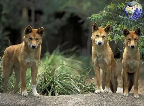 狗狗在消失一段时间又回来了,狗狗被人遗弃一年后长成怪物