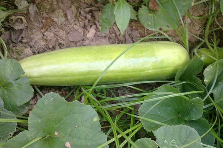 葫芦科蔬菜特点图,葫芦类蔬菜有哪些