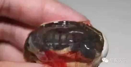 龟产蛋需要准备什么,龟产蛋后怎么护理