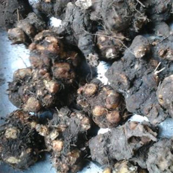 金荞麦是什么东西,金荞麦也叫野荞麦