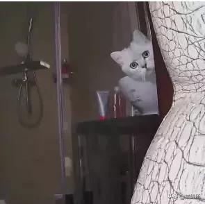 给猫咪装的摄像头是什么样子的,猫咪摄像头有哪些