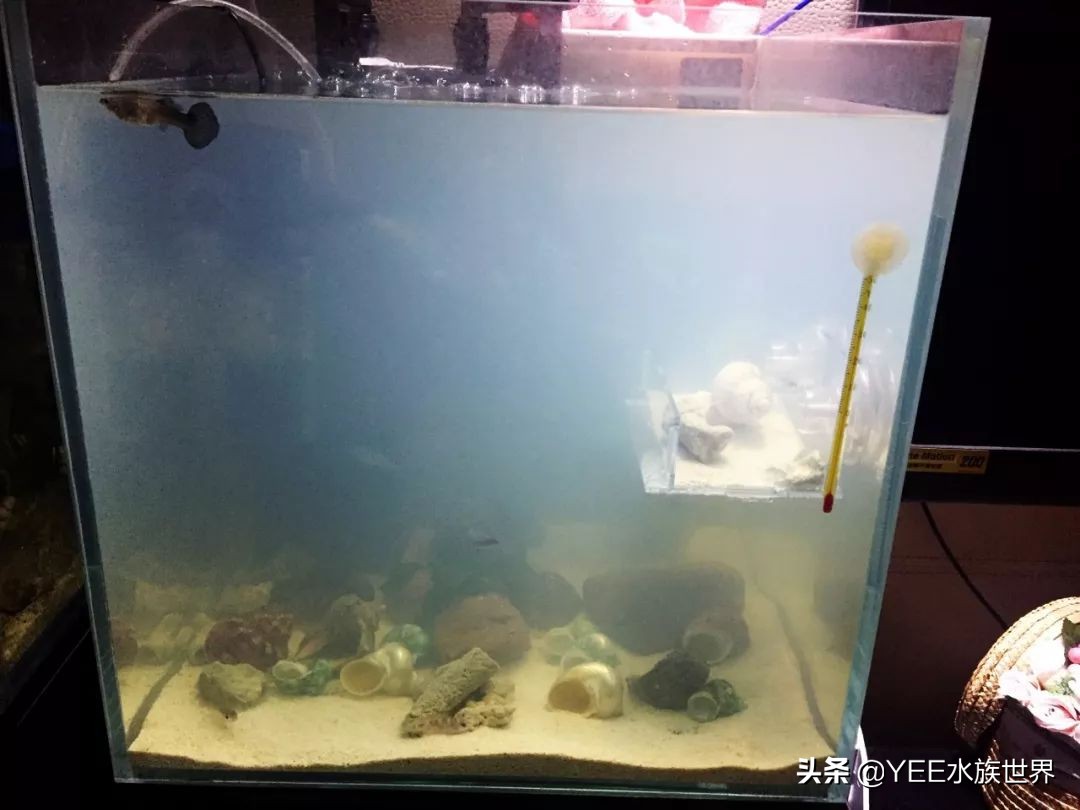 养鱼水浑用什么药,养鱼水浑