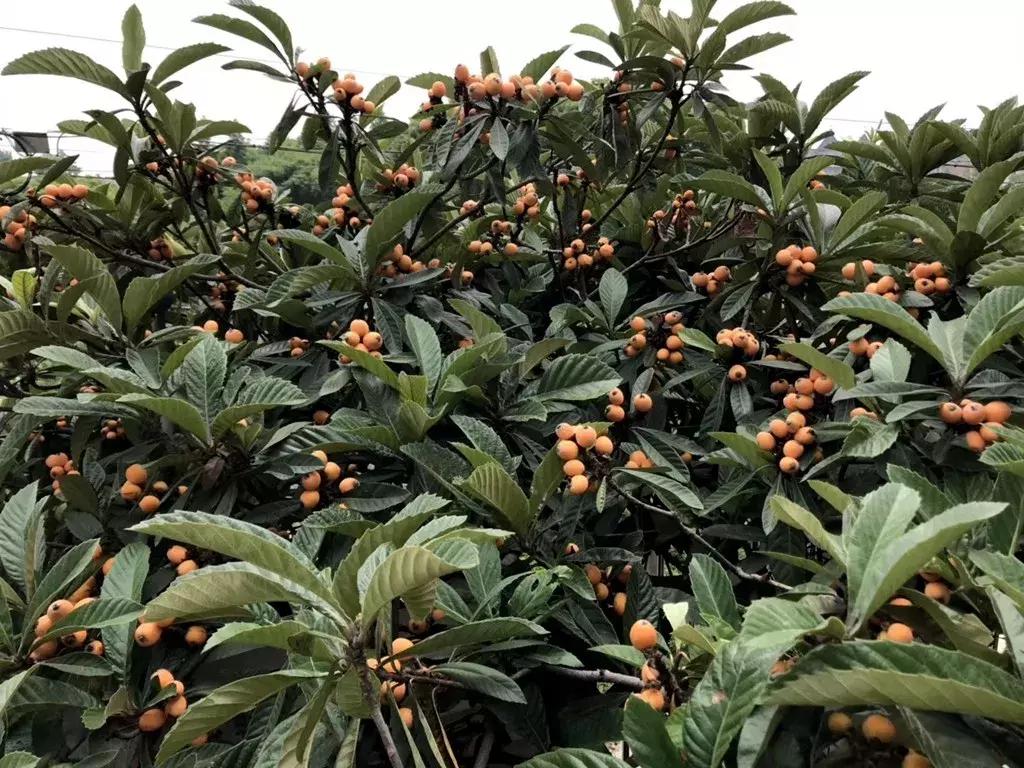 天使湾创投董事长庞小伟,天使湾庞小伟