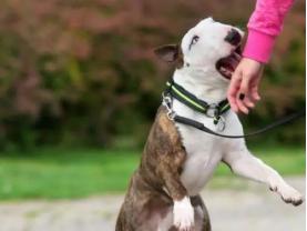 孩子被狗咬父母应该怎么办,孩子被狗咬如何自救