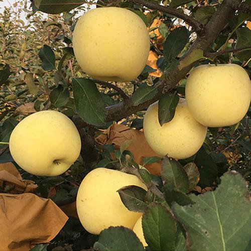 瘦脸吃什么水果,吃什么水果能瘦脸最快最有效