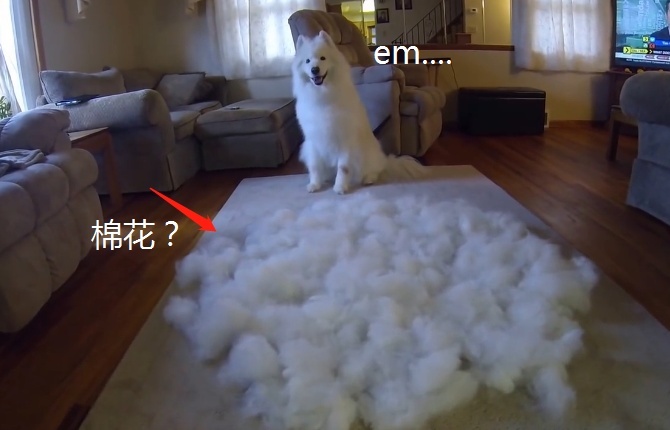 猫狗掉的毛可以织毛衣铲屎官：习惯就好