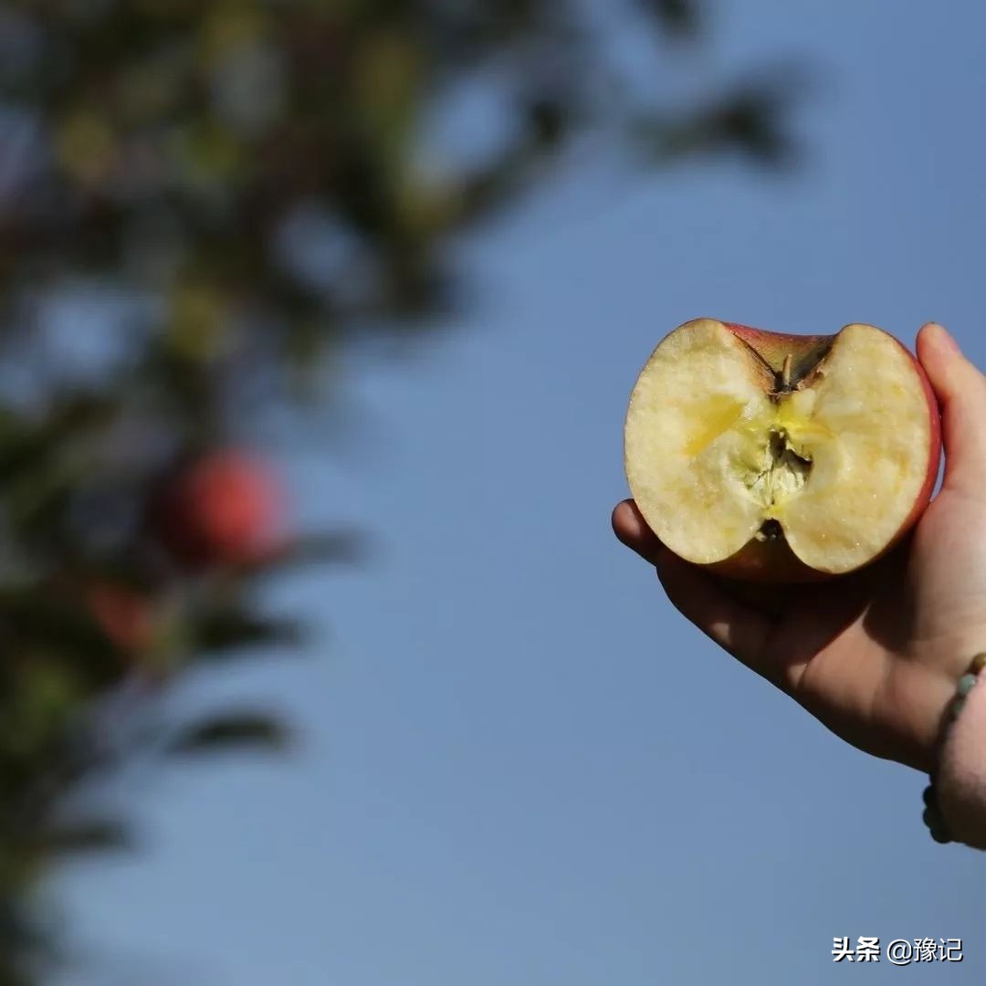 灵宝是三门峡的下辖市吗,灵宝为什么是三门峡最金贵的市