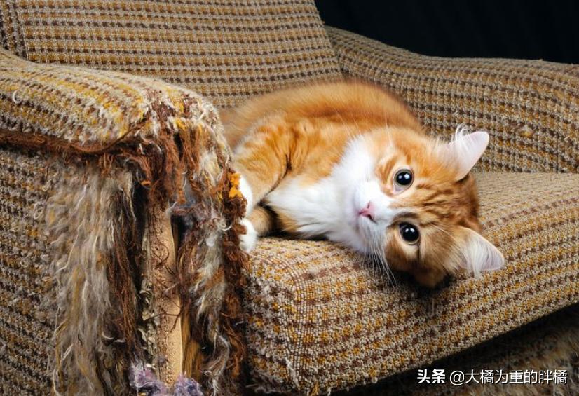 家里养猫咪怎么让它不乱抓,养猫怎么防止猫咪弄乱家里物品