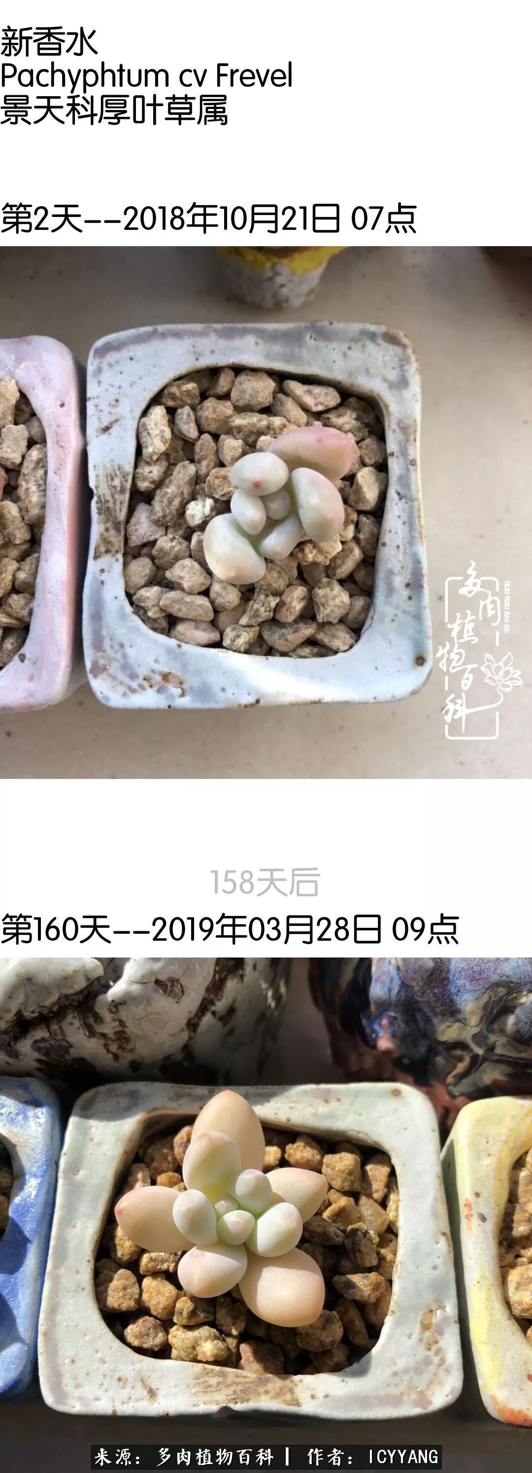 室内阳台多肉的养护方法,景天多肉养护