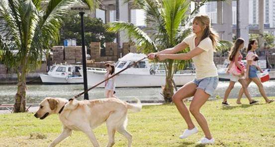 拉布拉多幼犬应该怎么养,拉布拉多幼犬怎么养怎么管