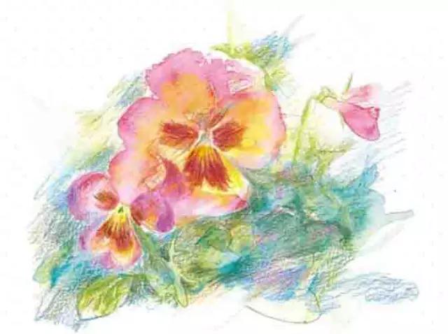 彩铅画云堇教程,三色堇彩铅画图片