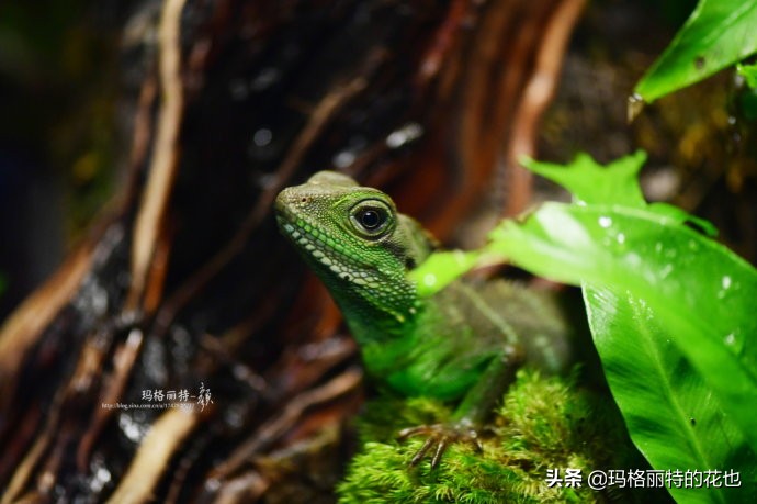 雨林缸可以养的蜥蜴,鱼缸改造封闭式雨林缸养蜥蜴