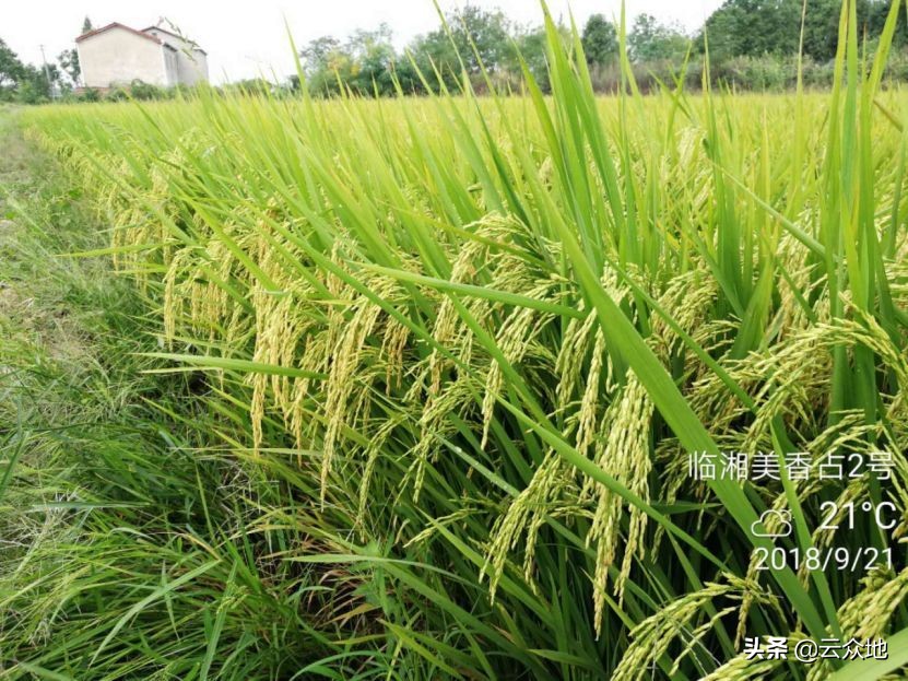 优质稻种标准和要求,种优质稻比较好点