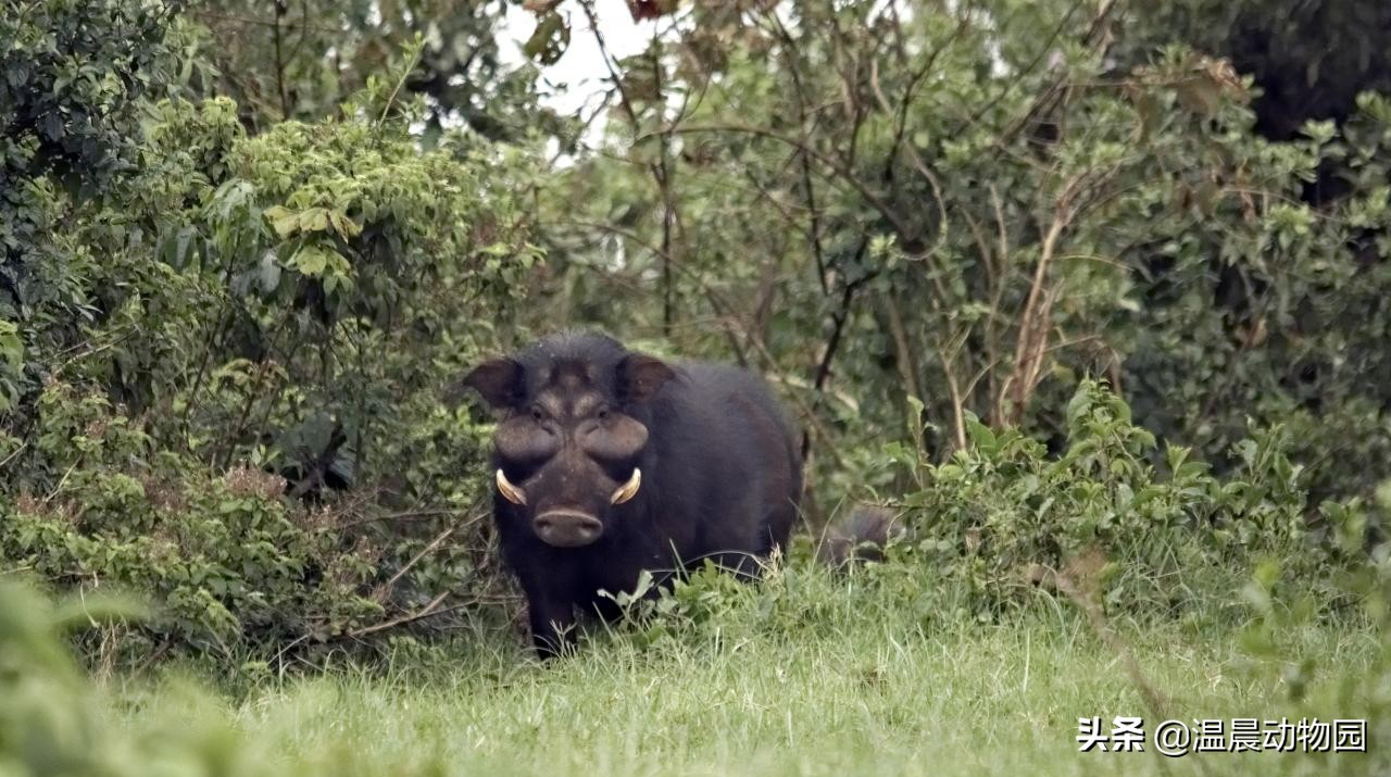 一猪二熊三老虎是怎么来的,为什么说一猪二熊三老虎