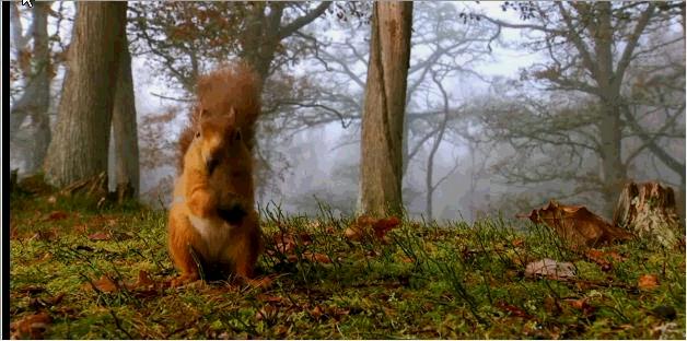 关于松鼠你还不知道什么,关于松鼠你还知道什么知识