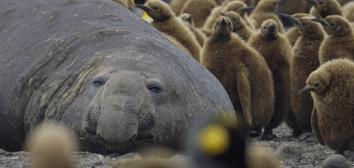 孩子暑期必看的50部神级纪录片,适合孩子和家长一起看的纪录片